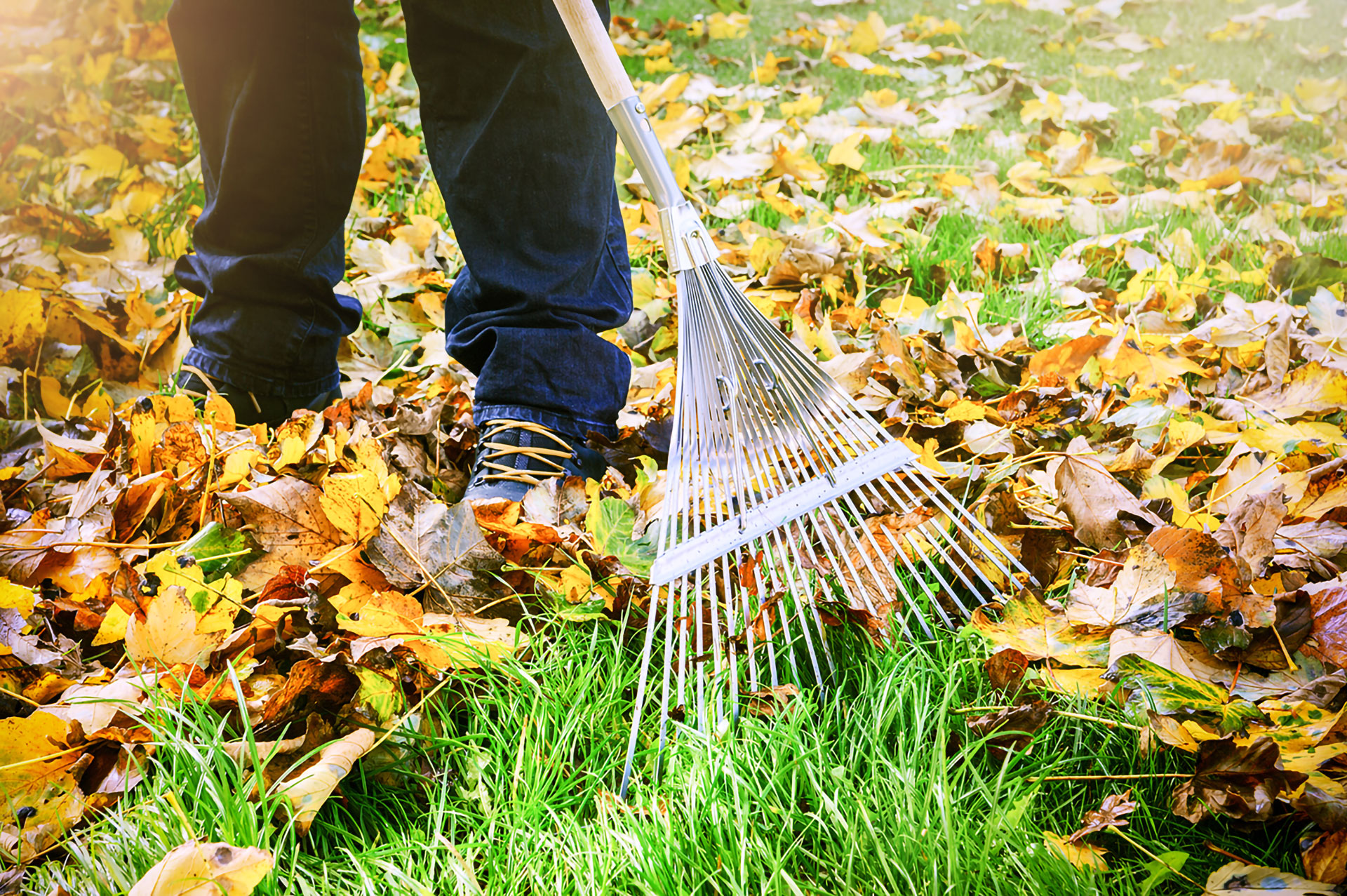 Les feuilles d&rsquo;automne